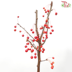 Crab Apple - Red (Per Bunch)-Red-China-prflorist.com.my