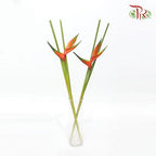 Crab Craw Orange - (Per Stem)-Orange-Malaysia-prflorist.com.my