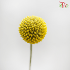 Craspedia - (10 Stems)-Yellow-China-prflorist.com.my