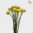 Craspedia - (10 Stems)-Yellow-China-prflorist.com.my