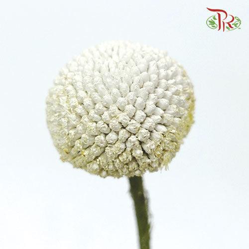 Craspedia Preservative - White (Per Bunch)-White-China-prflorist.com.my