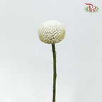 Craspedia Preservative - White (Per Bunch)-White-China-prflorist.com.my