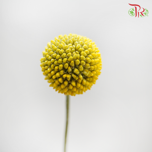 Craspedia Preservative - Yellow (Per Bunch)-Yellow-China-prflorist.com.my