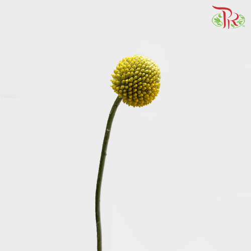 Craspedia Preservative - Yellow (Per Bunch)-Yellow-China-prflorist.com.my