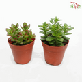 Crassula Ovata (Jade Plant) P80《玉树》（F02）