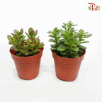 Crassula Ovata (Jade Plant)《玉树》