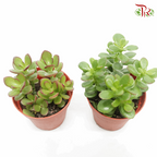 Crassula Ovata (Jade Plant)《玉树》