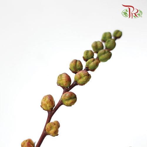 Crocosmia Pod - (10 Stems)-Netherland-prflorist.com.my