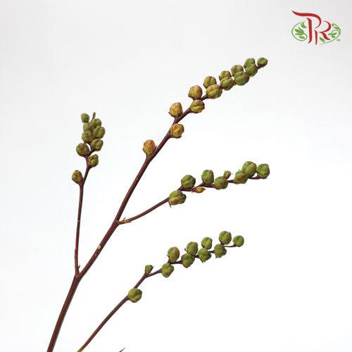 Crocosmia Pod - (10 Stems)-Netherland-prflorist.com.my