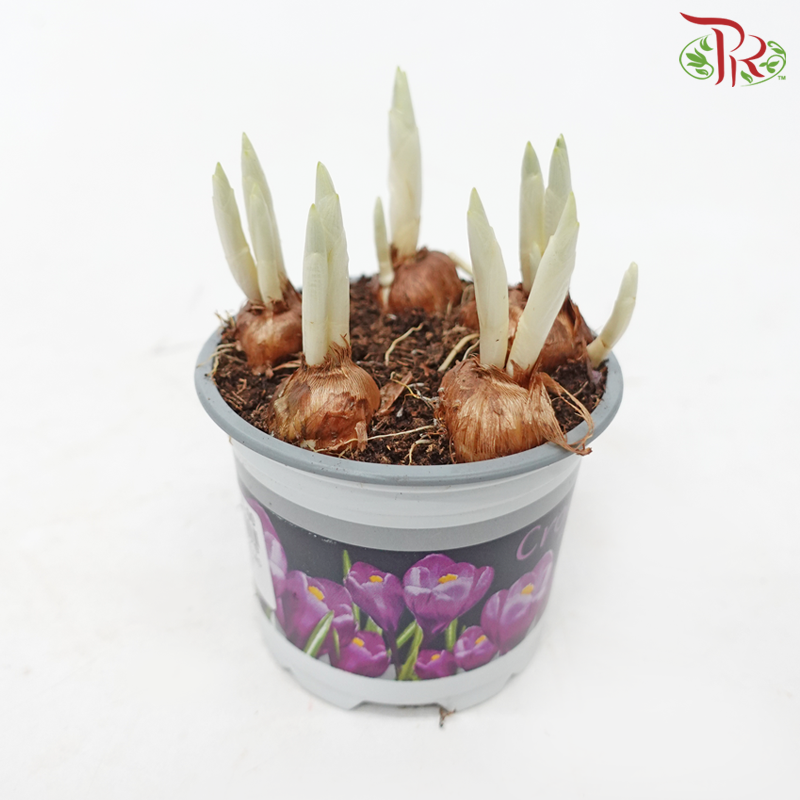 Crocus Flower Record《番红花》