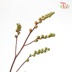 Croscomia Berry - Orange (Per Bunch)-Orange-China-prflorist.com.my