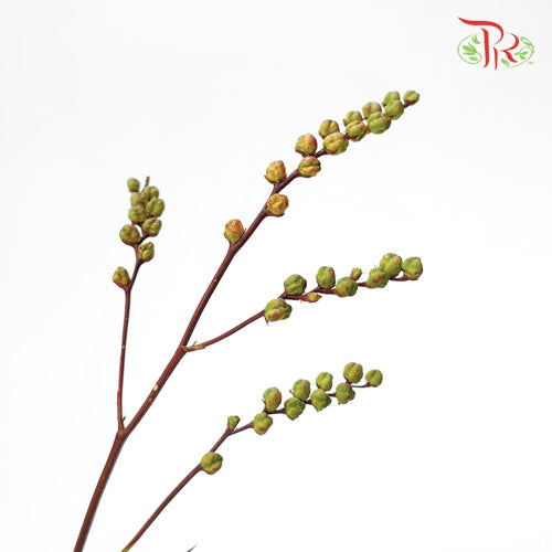 Croscomia Berry - Orange (Per Bunch)-Orange-China-prflorist.com.my