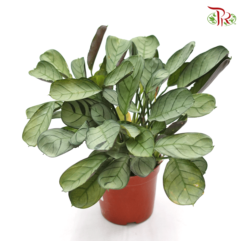 Ctenanthe Amargis《银纹竹芋》