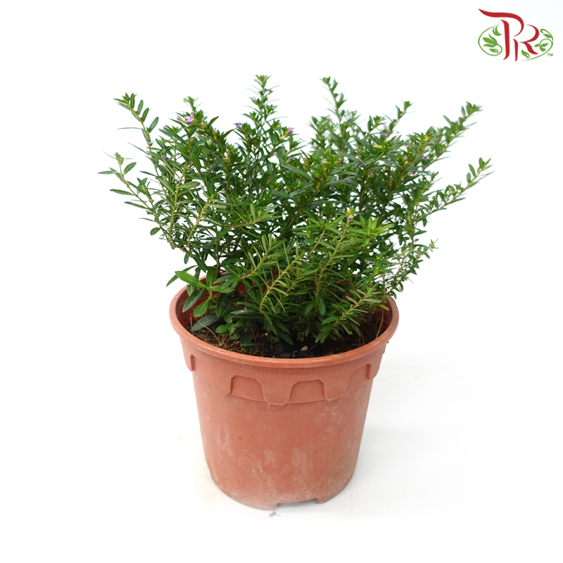Cuphea Hyssopifolia《细叶雪茄花》