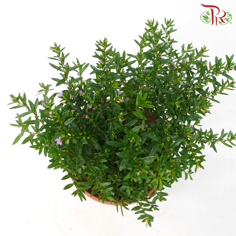Cuphea Hyssopifolia《细叶雪茄花》