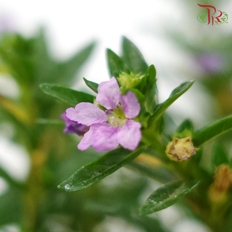 Cuphea Hyssopifolia《细叶雪茄花》