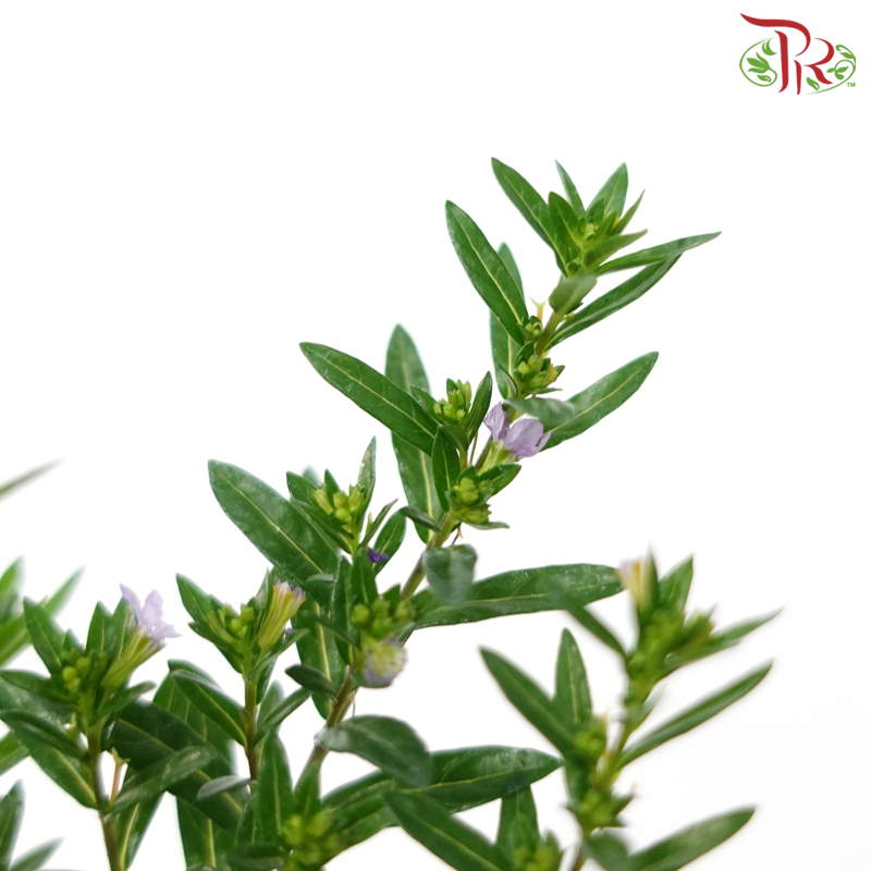 Cuphea Hyssopifolia《细叶雪茄花》