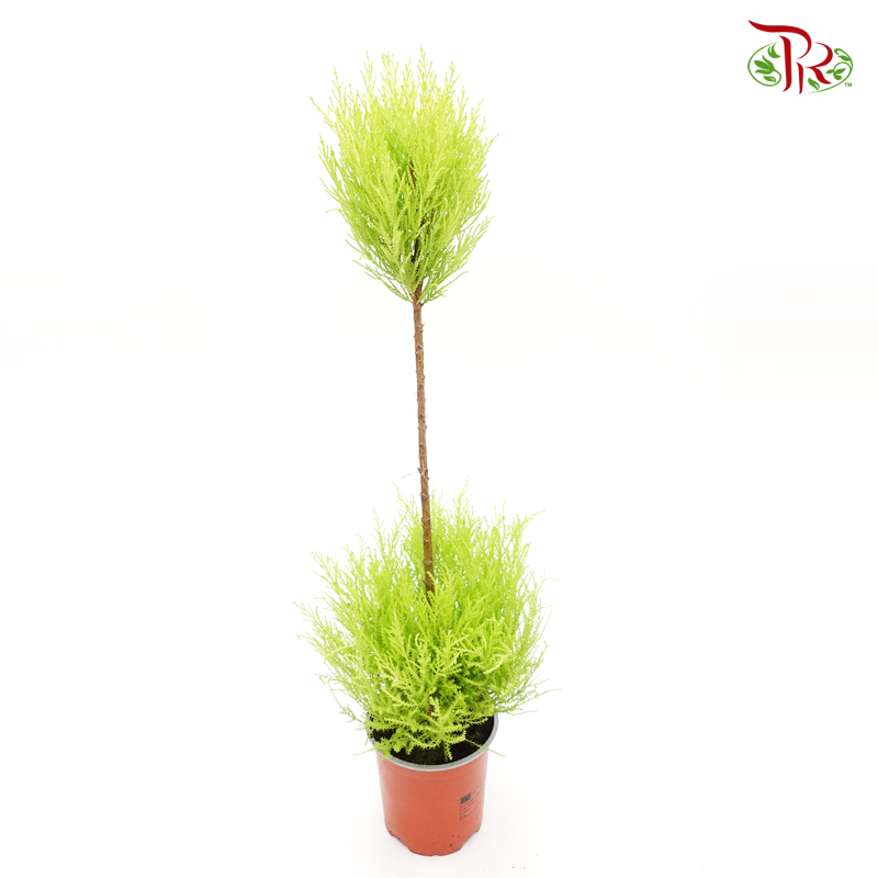 Cupressus Goldcrest 2 Layers 《金冠柏》-Pudu Ria Florist-prflorist.com.my