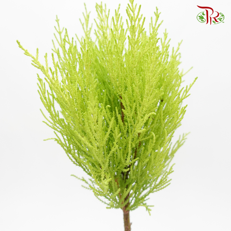 Cupressus Goldcrest 2 Layers 《金冠柏》-Pudu Ria Florist-prflorist.com.my