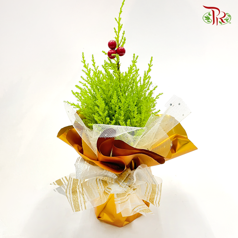 Cupressus Plant Arrangement 《金冠柏》(Customised)-Pudu Ria Florist-prflorist.com.my