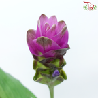 Curcuma - Pink (5 Stems)-Pink-China-prflorist.com.my