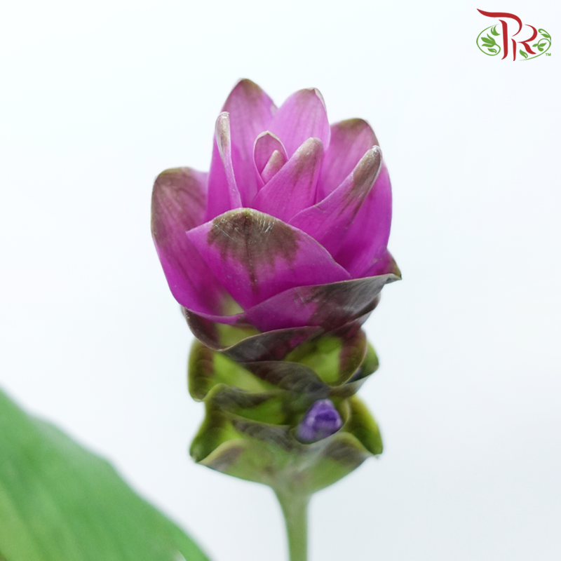 Curcuma - Pink (5 Stems)-Pink-China-prflorist.com.my