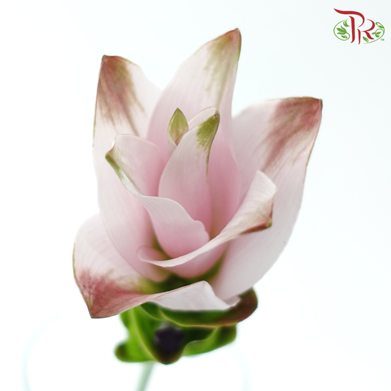 Curcuma - Pink (5 Stems)-Pink-Vietnam-prflorist.com.my