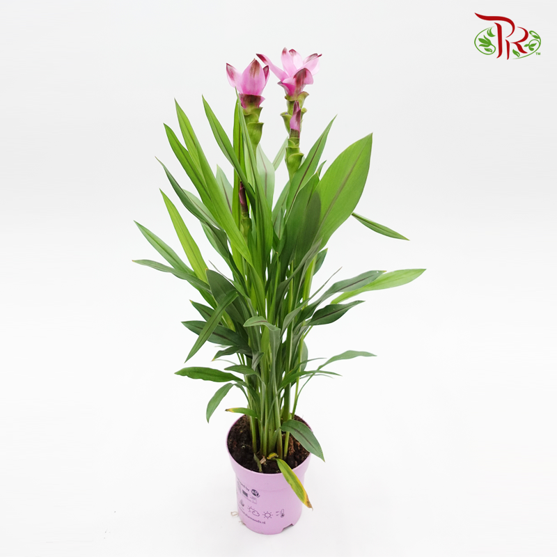 Curcuma Siam Splash 《姜荷花》