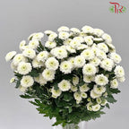 Calimero Mini Pom Pom - Snow (10 Stems) - Pudu Ria Florist