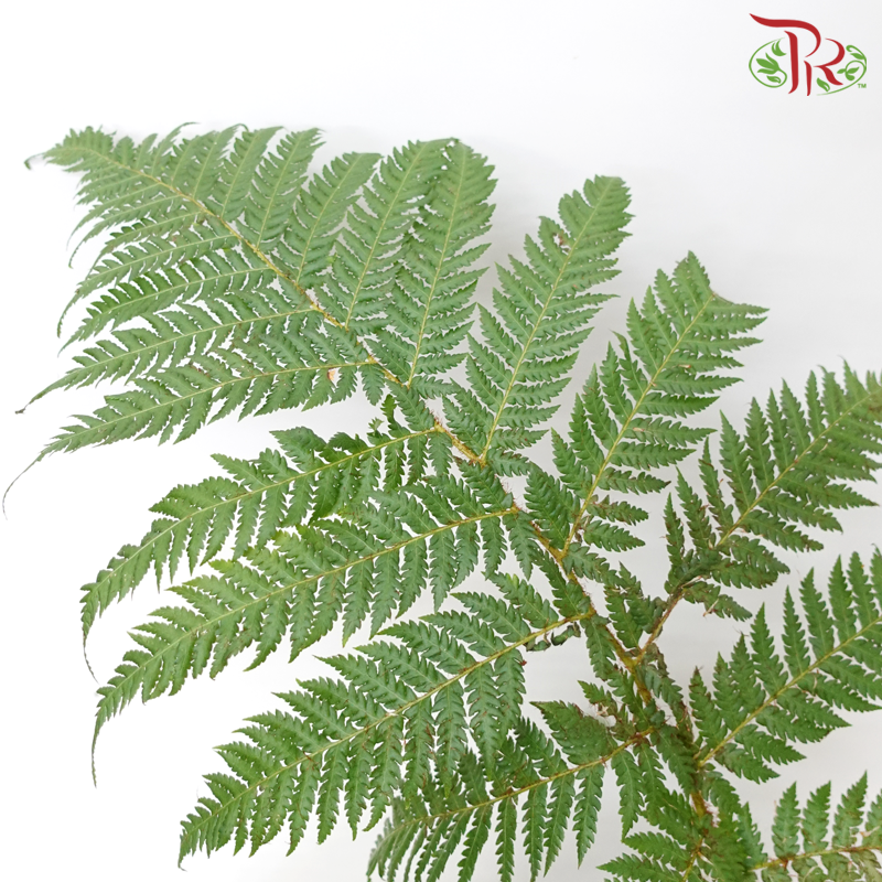 Cyathea Cooperi P290 (120cm)《澳洲树蕨》-Pudu Ria Florist-prflorist.com.my
