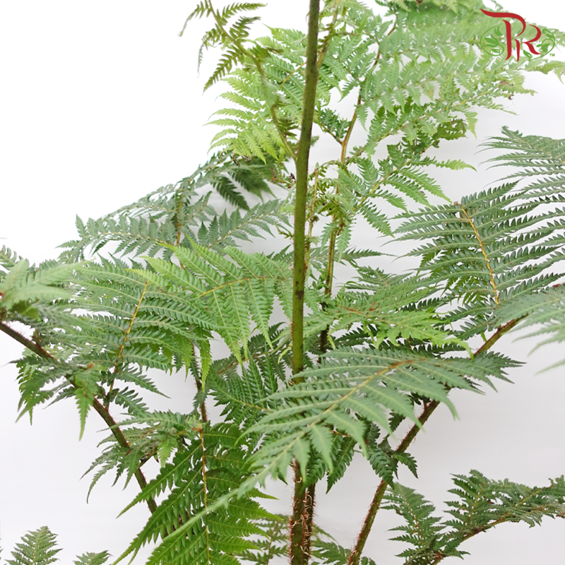 Cyathea Cooperi P290 (120cm)《澳洲树蕨》-Pudu Ria Florist-prflorist.com.my