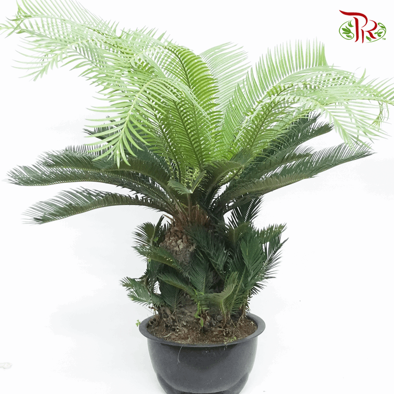 Cycas Revoluta 《苏铁》-Pudu Ria Florist-prflorist.com.my