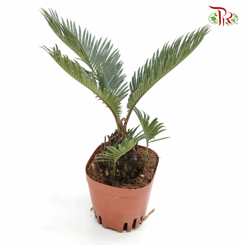 Cycas Revoluta 《苏铁》