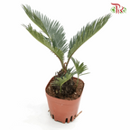 Cycas Revoluta 《苏铁》