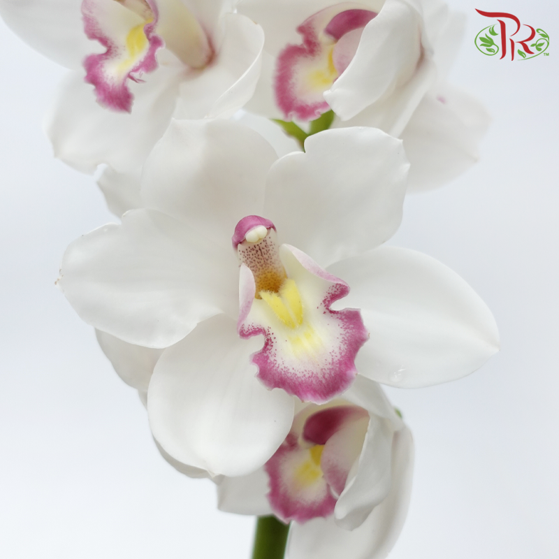 Cymbidium AAA - Anna (Per Stem)-White-New Zealand-prflorist.com.my