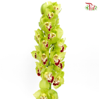 Cymbidium AAA - Green With Red Lips ( 8-11 Bloom ) - Per Stem-Green-Netherland-prflorist.com.my
