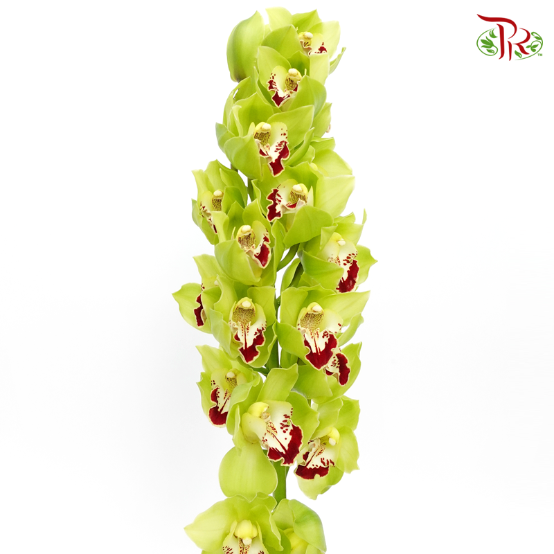 Cymbidium AAA - Green With Red Lips ( 8-11 Bloom ) - Per Stem-Green-Netherland-prflorist.com.my