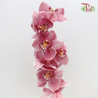 Cymbidium AAA - Pink ( 8-11 Bloom ) - Per Stem-Pink-Netherland-prflorist.com.my