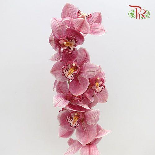 Cymbidium AAA - Pink ( 8-11 Bloom ) - Per Stem-Pink-Netherland-prflorist.com.my