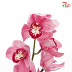 Cymbidium AAA - Pink With Red Spot - (Per Stem)-Pink-New Zealand-prflorist.com.my