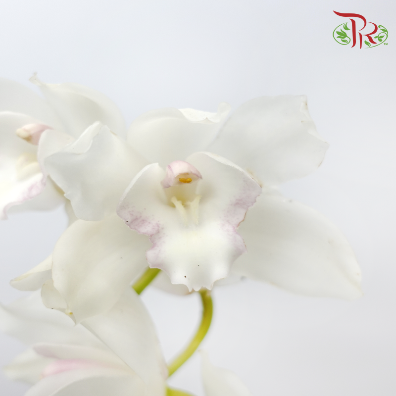 Cymbidium - White (8-11 Blooms) (Per Stem)-White-Africa-prflorist.com.my