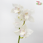 Cymbidium - White (8-11 Blooms) (Per Stem)-White-Africa-prflorist.com.my