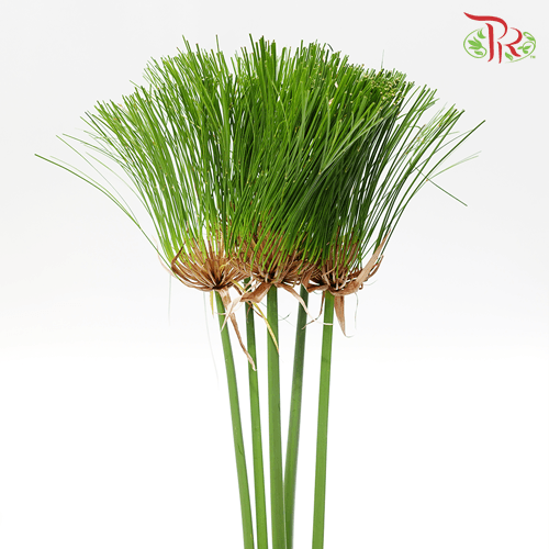 Cyperus Broom Leaf - (5 Stems)-Malaysia-prflorist.com.my