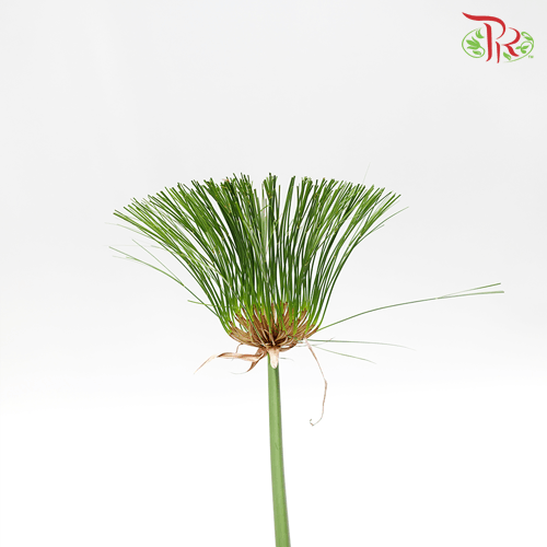 Cyperus Broom Leaf - (5 Stems)-Malaysia-prflorist.com.my