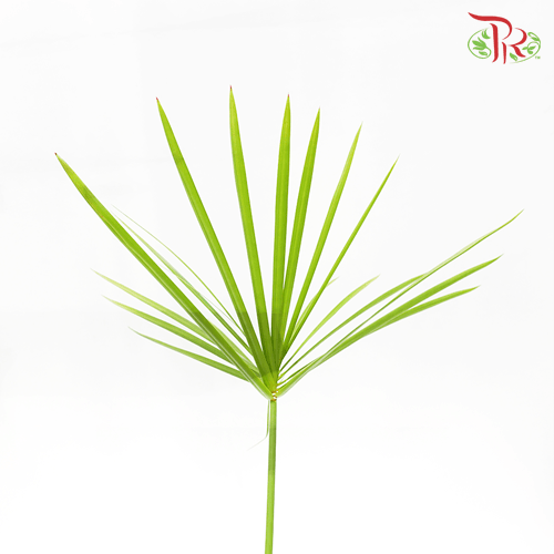 Cyperus Broom Leaf - (5 Stems)-Malaysia-prflorist.com.my