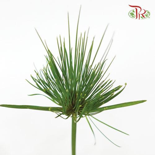 Cyperus Prolifer - (3 Stems)-Import-prflorist.com.my