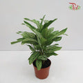 Calathea Vittata《青纹竹芋》 - Pudu Ria Florist