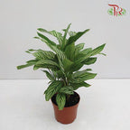 Calathea Vittata《青纹竹芋》 - Pudu Ria Florist