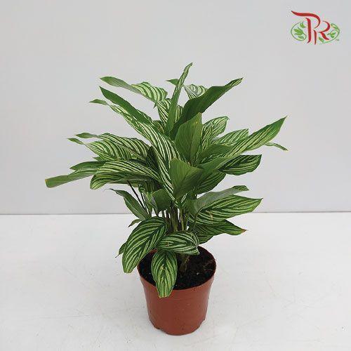 Calathea Vittata《青纹竹芋》 - Pudu Ria Florist