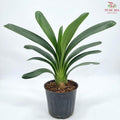 Clivia Miniata P130《君子兰》